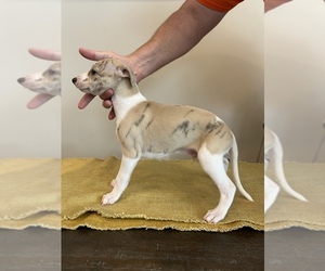 Whippet Puppy for sale in PIKE ROAD, AL, USA