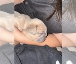 Small Photo #10 French Bulldog Puppy For Sale in WEST PLAINS, MO, USA