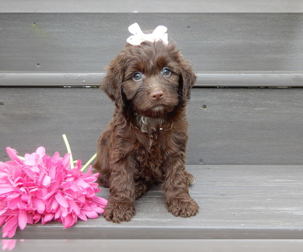 Medium Photo #1 Cockapoo (Miniature) Puppy For Sale in WOOSTER, OH, USA