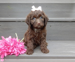 Cockapoo (Miniature) Puppy for sale in WOOSTER, OH, USA