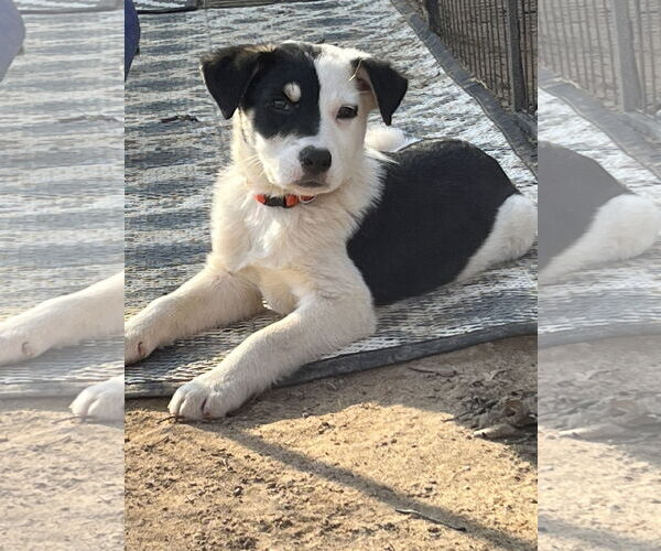 Medium Photo #1 Mutt Puppy For Sale in Garden City, NY, USA