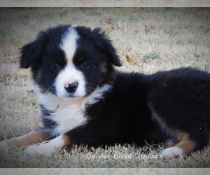 Miniature Australian Shepherd Puppy for sale in SMITHVILLE, AR, USA