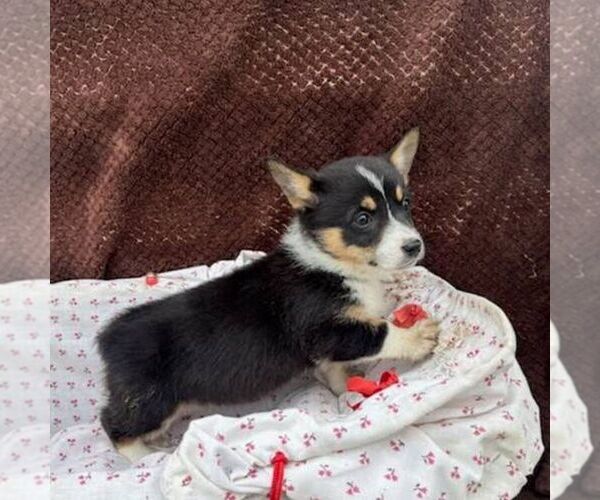 Medium Photo #2 Pembroke Welsh Corgi Puppy For Sale in ROCKVILLE, IN, USA