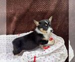 Small #1 Pembroke Welsh Corgi