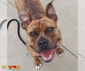 American Pit Bull Terrier-Unknown Mix Dogs for adoption in Center Township, PA, USA