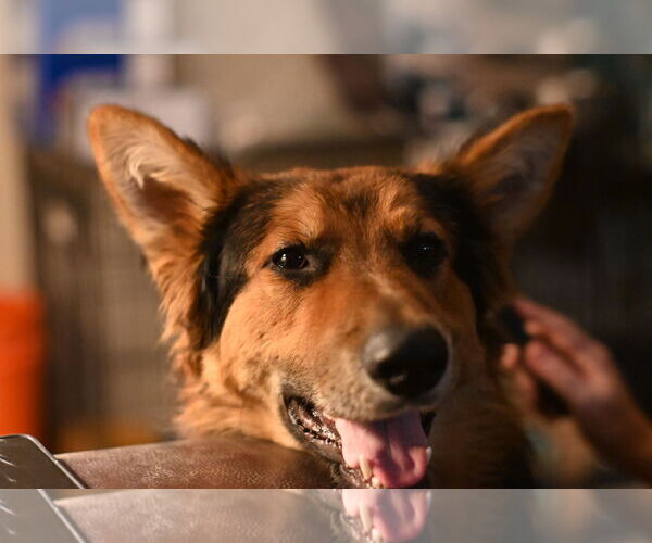 Medium Photo #4 German Shepherd Dog Puppy For Sale in Modesto, CA, USA