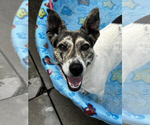 Mutt Dogs for adoption in Rockaway, NJ, USA