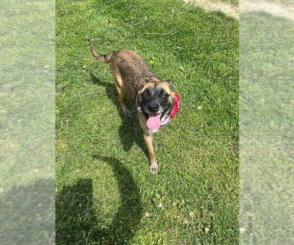 Medium Photo #3 Mutt Puppy For Sale in Osgood, IN, USA