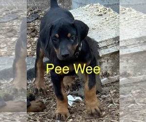 Doberman Pinscher Puppy for sale in RICHMOND, VA, USA