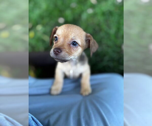 Medium Photo #2 Chihuahua-Unknown Mix Puppy For Sale in Plainfield, IL, USA