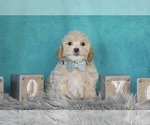 Puppy 2 Bichpoo