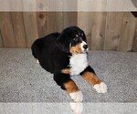 Small Photo #6 Bernese Mountain Dog Puppy For Sale in HORN CREEK, CO, USA