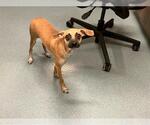 Small Chihuahua