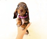 Small #3 Dachshund