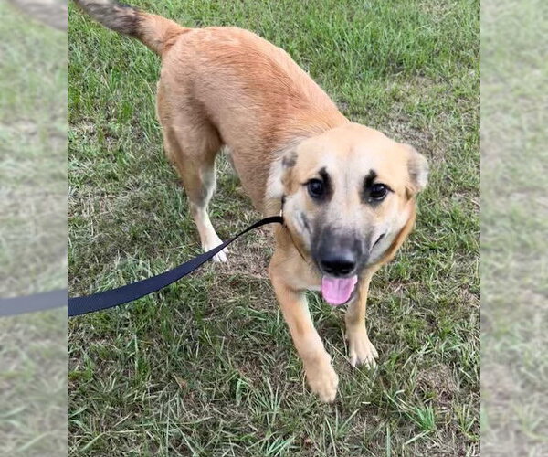 Medium Photo #1 Mutt Puppy For Sale in Tarrytown, GA, USA