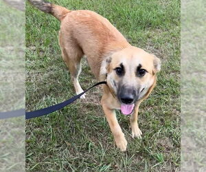 Mutt Dogs for adoption in Tarrytown, GA, USA