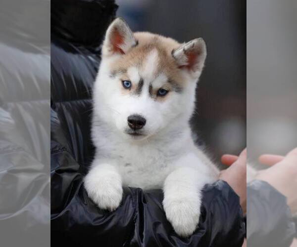 Medium Photo #2 Siberian Husky Puppy For Sale in AUSTIN, TX, USA