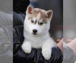 Small Photo #2 Siberian Husky Puppy For Sale in AUSTIN, TX, USA