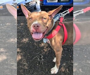 Holly *Adopt or Foster* - Female Mutt Dog for Adoption - Photo #3