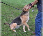 Small #3 German Shepherd Dog