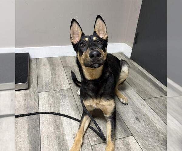 Medium Photo #1 German Shepherd Dog-Unknown Mix Puppy For Sale in Redlands, CA, USA