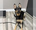 Small German Shepherd Dog Mix