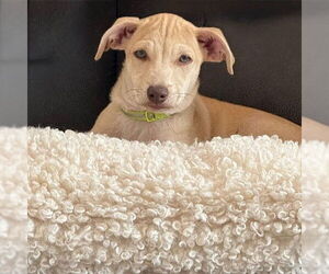 Mutt Dogs for adoption in Fargo, ND, USA
