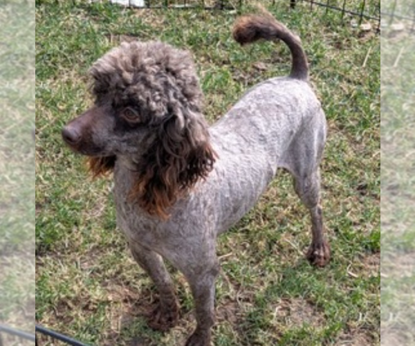 Medium Photo #1 Cockapoo (Miniature) Puppy For Sale in GOSHEN, IN, USA