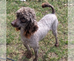 Small Photo #1 Cockapoo (Miniature) Puppy For Sale in GOSHEN, IN, USA
