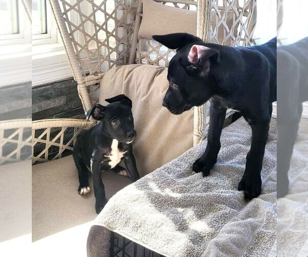 Medium Photo #22 German Shepherd Dog-Unknown Mix Puppy For Sale in Imlay City, MI, USA