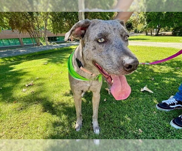 Medium Photo #2 Catahoula Leopard Dog-Unknown Mix Puppy For Sale in Bakersfield, CA, USA