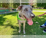 Small #1 Catahoula Leopard Dog Mix