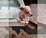 Small Photo #5 Jack Chi Puppy For Sale in Arlington, WA, USA