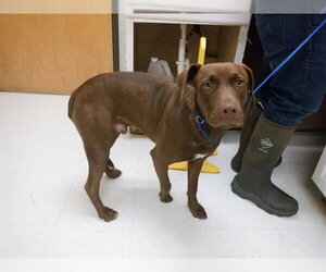 Labrador Retriever-Unknown Mix Dogs for adoption in Oroville, CA, USA