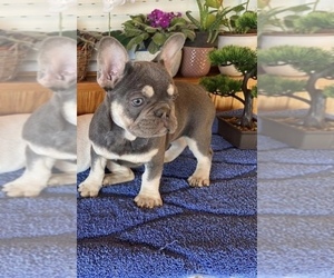 French Bulldog Puppy for sale in ORLANDO, FL, USA