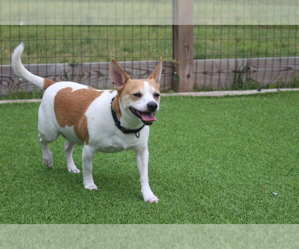 Medium Photo #3 Rat Terrier-Unknown Mix Puppy For Sale in Chestertown, MD, USA