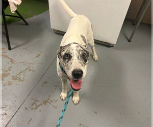 Catahoula Leopard Dog-Unknown Mix Dogs for adoption in Ocala, FL, USA
