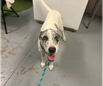 Small Catahoula Leopard Dog Mix