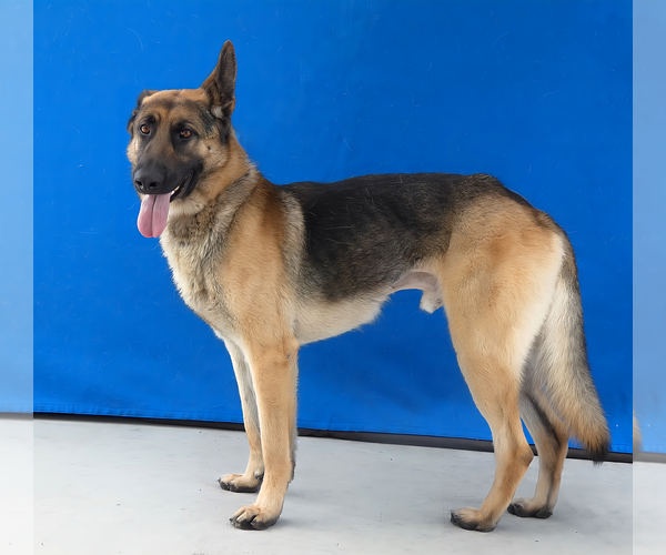 Medium Photo #2 German Shepherd Dog Puppy For Sale in Pasadena, CA, USA
