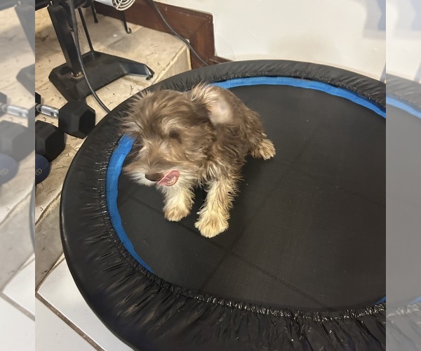 Medium Photo #55 Schnauzer (Miniature) Puppy For Sale in BRIDGETON, NJ, USA