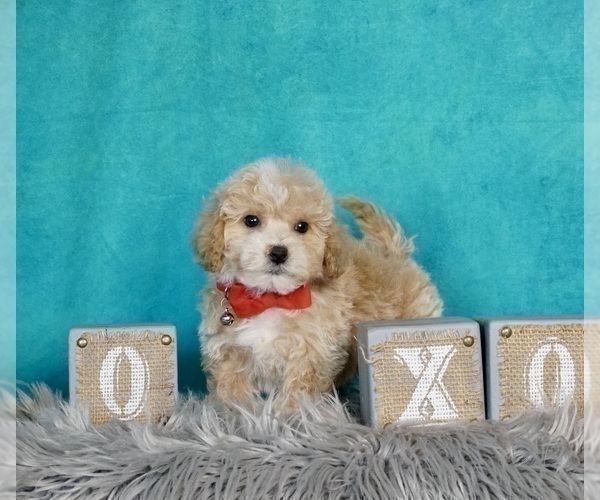 Medium Photo #2 Bichpoo Puppy For Sale in WARSAW, IN, USA