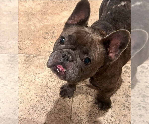Medium Photo #1 French Bulldog Puppy For Sale in Lakewood, CO, USA