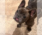 Small French Bulldog