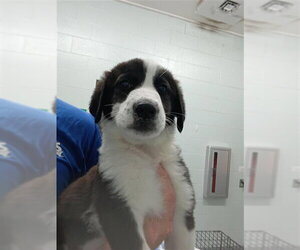Labrador Retriever-Unknown Mix Dogs for adoption in Corpus Christi, TX, USA