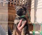 Small Photo #11 German Shepherd Dog Puppy For Sale in COSHOCTON, OH, USA