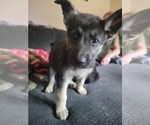 Puppy Stevie Nicks German Shepherd Dog