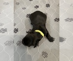 Puppy Puppy 7 Schnauzer (Giant)
