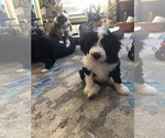 Small #12 Aussiedoodle-Poodle (Standard) Mix