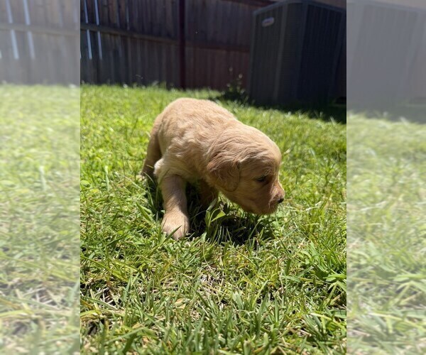 Medium Photo #16 Golden Retriever Puppy For Sale in SACRAMENTO, CA, USA