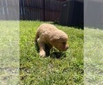 Small #15 Golden Retriever